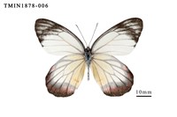 藏品(白豔粉蝶)的圖片